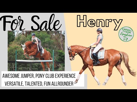 Henry - Awesome jumper, straightforward dressage, PC experience, versatile, talented allrounder