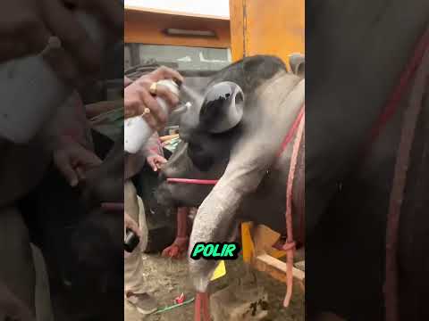 Ils veulent doubler le prix de leur buffle. #shorts #shortvideo