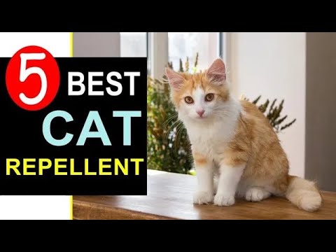 Best Cat Repellent 2021-2022 🏆 Top 5 Best Cat Repellent for Yard & Garden [REVIEW]