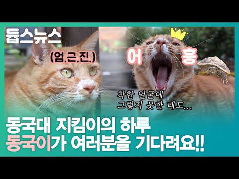 동국이 집중 취재, “야옹!” 동대냥이가 찾아왔습니다 - 듑스뉴스 1회