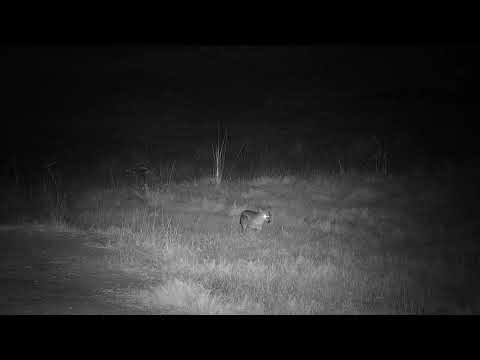Djuma: Side-striped Jackal - 03:05 - 05/27/19