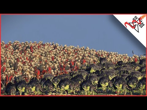 6240 WARHOUNDS POISON vs 12500 ZOMBIES - Total War: WARHAMMER
