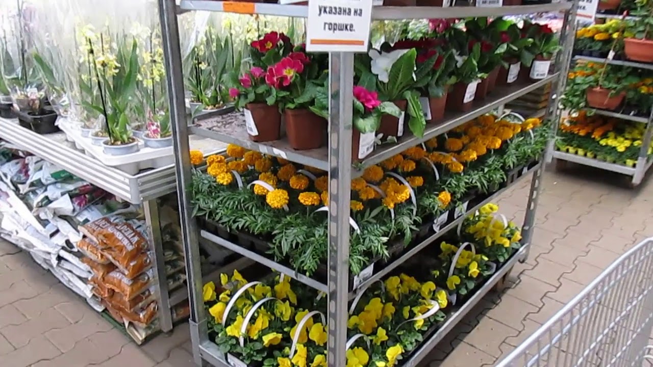 Саженцы Цветов Купить Спб