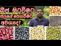 බීජ සිටවිමට පෙර ජලයේ පෙගවිමට අවස්‍යද S