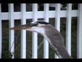 Scary Large Heron Bird Eats Big Fish Mov