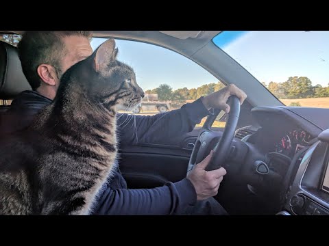 Vehicle Setup For A Road Trip With Cats | Chevy Suburban