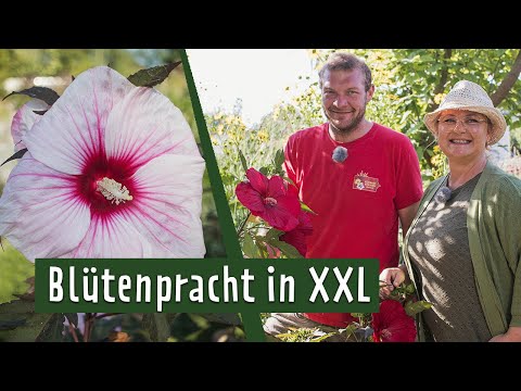 Staudenhibiskus: Pflegen, überwintern und kombinieren | MDR Garten