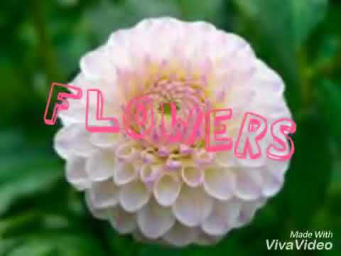 Flowers! Beautiful Flower of the day 2018