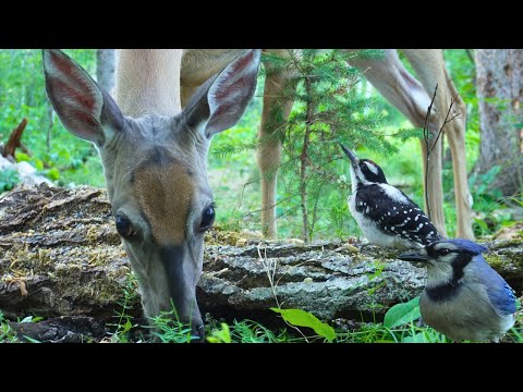Dog TV • Cat TV - Wildlife Up-Close 🦌 Relaxing Nature Video With Deer, Squirrels, & Birds