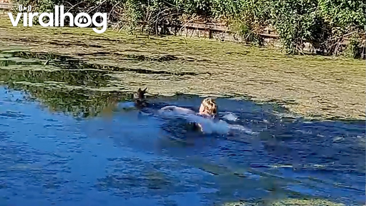 Baby Deer Saved by a Local Hero || ViralHog