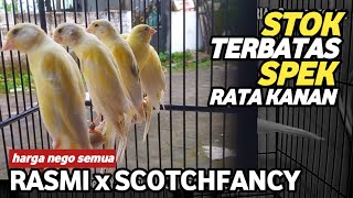 Download lagu UPDATE ON  SCOTCHFANCY PAUD STOCK, CURVED, DURABLE, DEWA RING GT SPECS, JOGJA CANARY #can... mp3 Download lagu UPDATE ON  SCOTCHFANCY PAUD STOCK, CURVED, DURABLE, DEWA RING GT SPECS, JOGJA CANARY #can... mp3