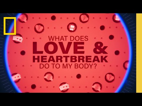 愛情真的是毒品嗎？| 愛與心碎對我的身體有何影響？ (Is Love Really A Drug? | What Does Love & Heartbreak Do To My Body | National Geographic)