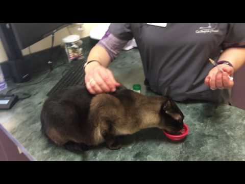 Giving Your Cat a Sub Cutaneous(SubQ) Injection