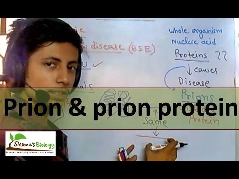 Prion protein and prion disease