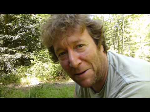 Mohrenkopf-Milchling (Lactarius lignyotus)