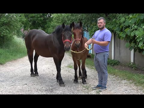 Manjii lui Tudor de la Calata, Cluj - 2022 Nou!!!