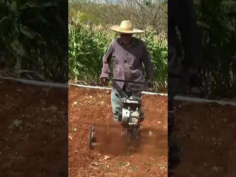 Em Barreiros De Itaguaçu Da Bahia BA. Sr Ademir Rodrigues Arando A Terra Para Plantar Milho