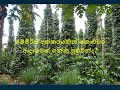 ගම්මිරිස් අක්කරයකින් කොච්චර ආදායමක් 