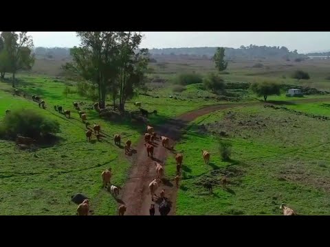 Israel: Eine Drohne zum Rinder hüten