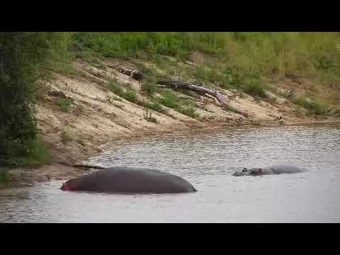 Djuma: Three Hippos in dam including young calf - 18:10 - 01/28/21