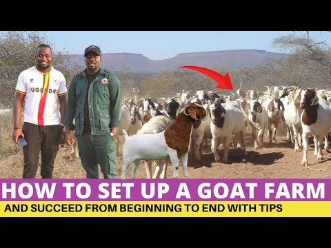 , title : 'How To Start a Successful Goat Farm Africa'