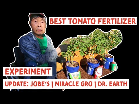 , title : 'Tomato Fertilizer Experiment UPDATE after 6 Weeks | Jobe's | Miracle Gro | Dr. Earth'