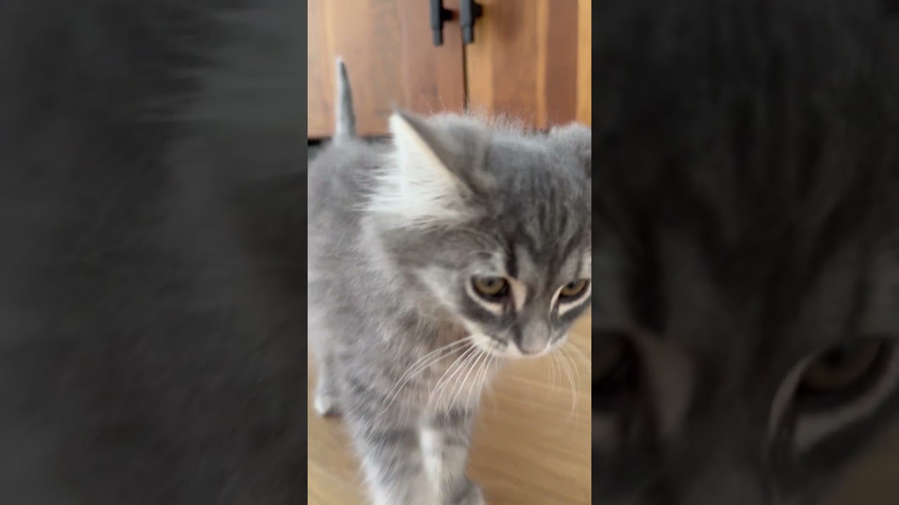 Enlarge Puddin', an adopted Domestic Long Hair in Fort Worth, TX video 4/4
