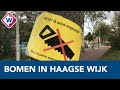Haagse bewoners strijden voor 156 bomen in hun wijk - OMROEP WEST