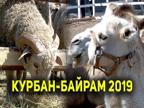 Главный праздник мусульман Курбан-Байрам