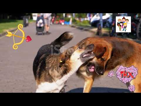 funny animals, funny dog videos ,dog videos Mehar Fun World