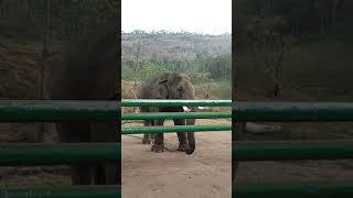Chinna thambi in Topslip elephant camp