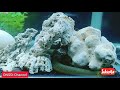 Nama Ikan Hias Tts 25