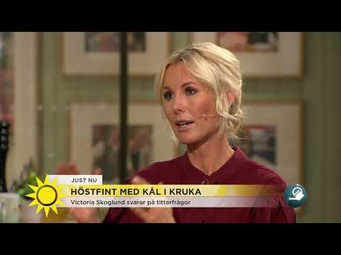 Trädgårdsexperten: "Man kan hänga pelargoner upp och ner" - Nyhetsmorgon (TV4)