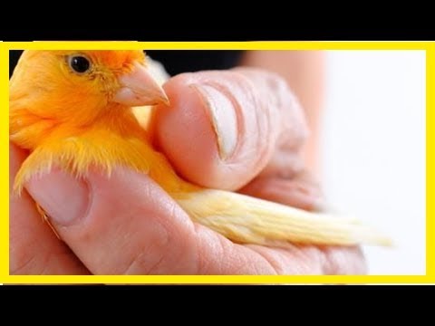 Caring for a molting canary