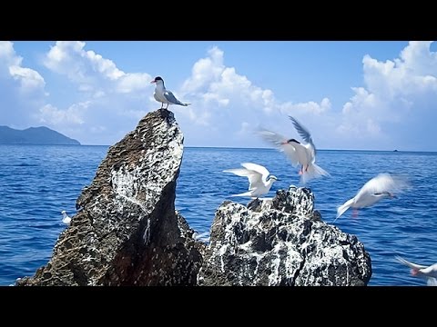 IUCN分類における絶滅の危険性を示す図。