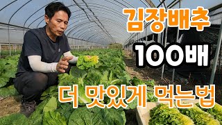 비쌀때 김장배추 100배 더 맛있게 먹을 수 있다 황금배추
