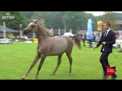 Strohen 2017 C-Show Class 3A