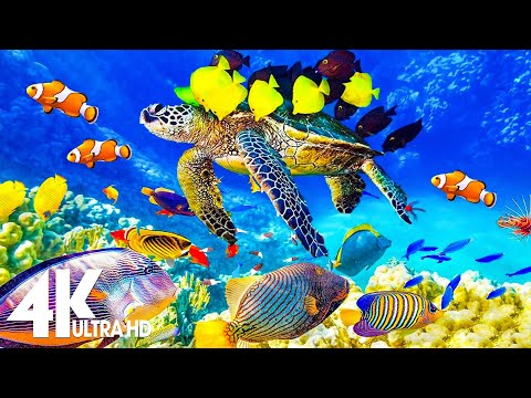 11 HOURS of 4K Underwater Wonders + Relaxing Music - Coral Reefs & Colorful Sea Life in UHD