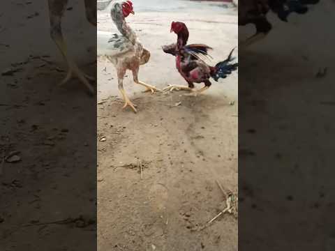 #O shamo vs Pakistani aseel Murga #viral #birds #youtubeshort #aseel Murga fight video #❤️👑❤️