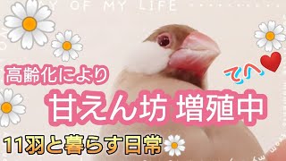 [Finch] Recent Finch birds ♪ As they are getting older, the number of clingy birds is increasing.