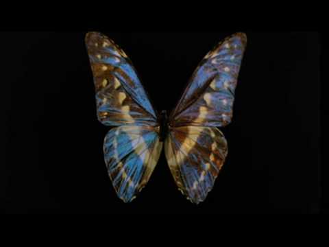 Gwendoline - The Perils of Gwendoline - La Legende de Pikao