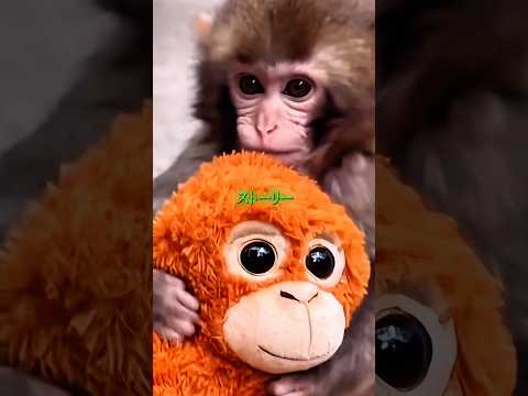 育児放棄された子猿に出来た家族 #パンチくん