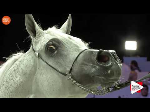 1ST - N.66 TEHAMA BALLALINA - Paris 2016 - Mares 4 years old and more (Class CM3 B)