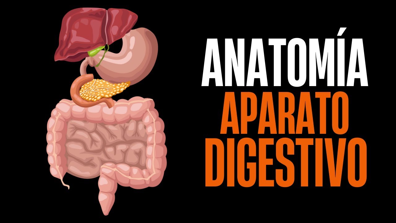 Aparato digestivo. Anatomía fácil