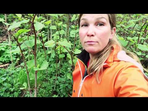 Farlig växt -har du eller dina grannar den här i sin trädgård ? Varning parkslide / fattigmansbambu