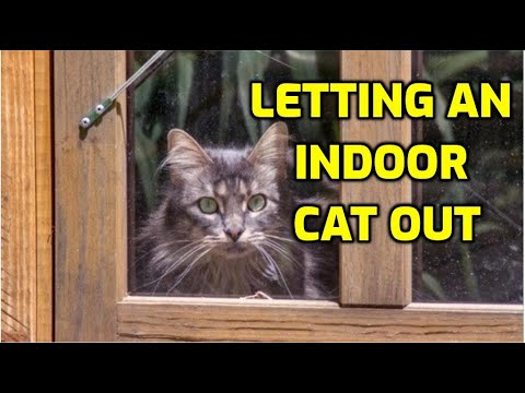 Is It OK To Let An Indoor Cat Outside?