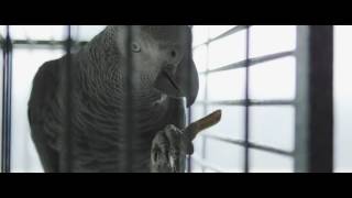 Hayce Lemsi   Haute Sphère Feat Haristone