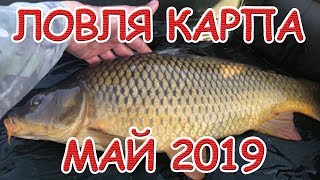 Когда лучше ловится карп в мае