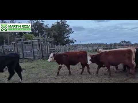 72 terneras de 210 kg en Estación Atlántida,Canelones 