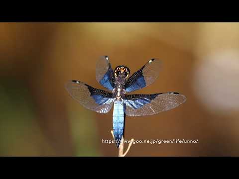 マダガスカル中央部　Madagascar Central